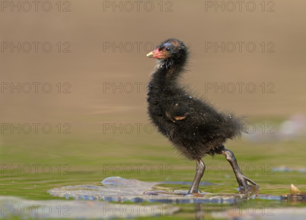 Common Moorhen (Gallinula chloropus) juvenile, North Rhine-Westphalia, Germany