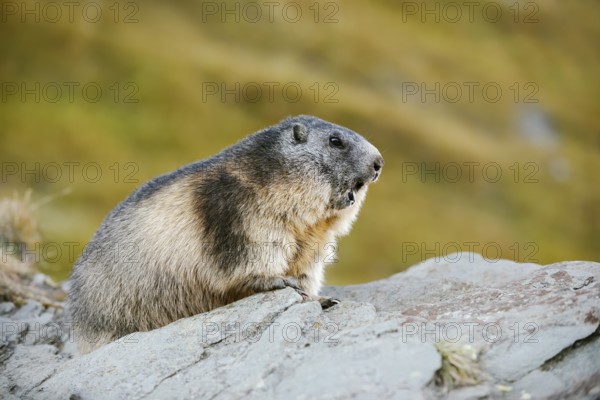 Alpine marmot (Marmota marmota) calling, Hohe Tauern National Park, Austria