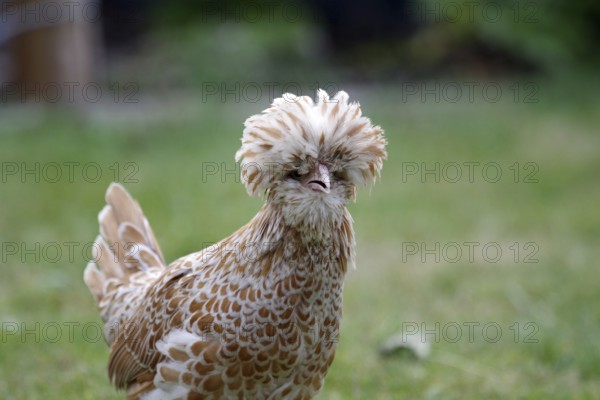 Domestic fowl (Gallus gallus domesticus), Paduan, feathers, breed, garden