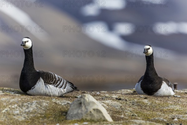 White-fronted Goose (Branta leucopsis), Geese (Anseriformes), pair lying on the ground, Aventdalen, Longyearbyen, Spitsbergen, Svalbard