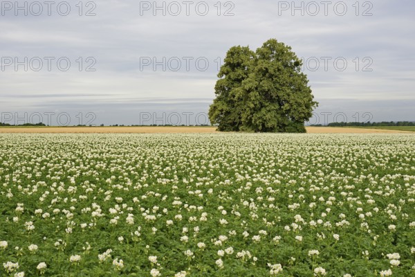 Deciduous trees, lime tree (Tilia) in a field with potato plants (Solanum tuberosum) at flowering time, North Rhine-Westphalia, Germany