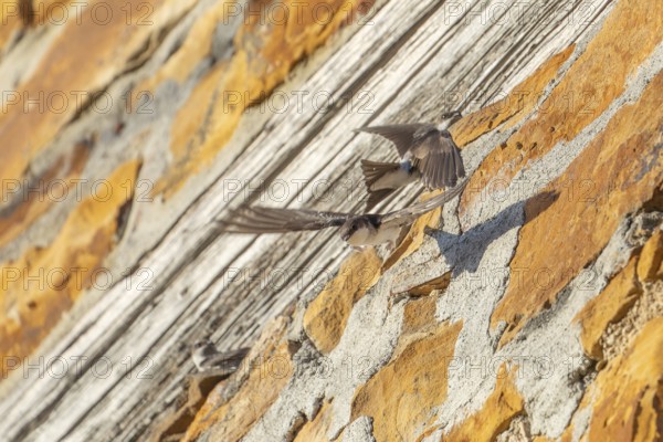 House martins fly lively in front of old house facade
