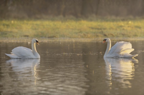 Two elegant swans swim peacefully on a calm lake, reflecting the warm colours of the sunrise. The atmosphere is calm as the morning light illuminates the scene. Bas rhin, Alsace, Grand Est, France