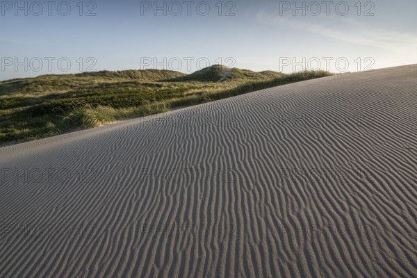 Dunes, wind-sculpted wave patterns in the sand, standing grass, dune landscape, holiday settlement, blue sky, Hvide Sande, North Sea, Denmark
