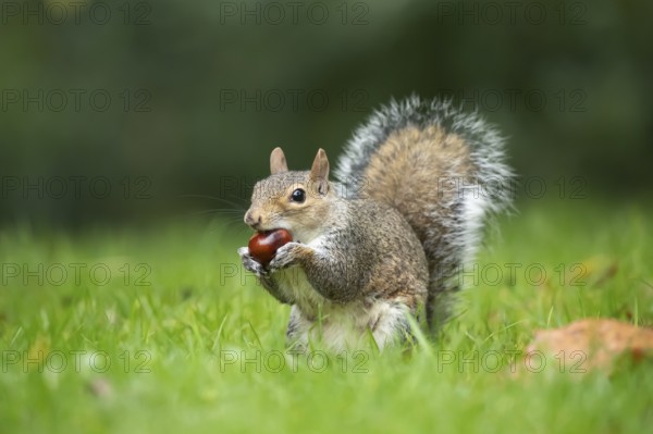 Grey squirrel (Sciurus carolinensis) adult animal feeding on a Horse chestnut tree nut or conker in the autumn, England, United Kingdom