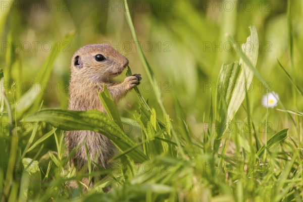 A young European ground squirrel (Spermophilus citellus) or European souslik stands in a meadow with tall green vegetation on a sunny day and eats from it