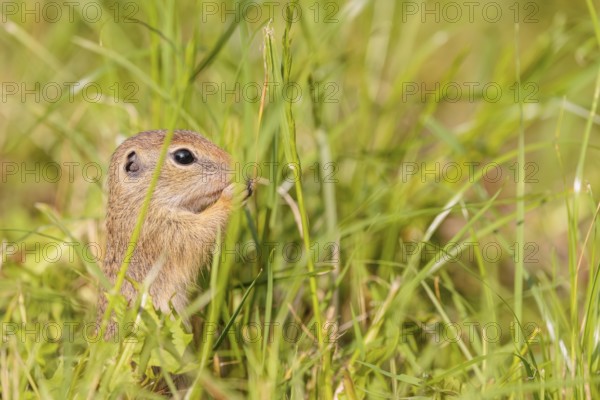 A young European ground squirrel (Spermophilus citellus) or European souslik stands in a meadow with tall green vegetation on a sunny day and eats from it