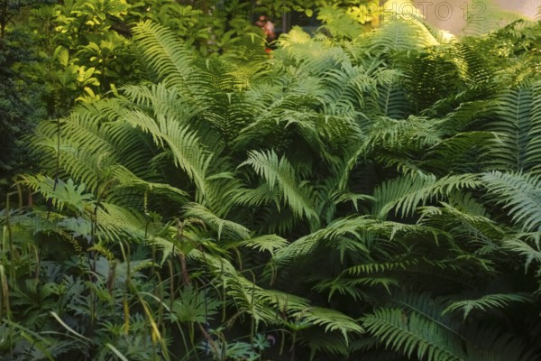 Bracken fern (Pteridium aquilinum), green leaves, garden, hardy, Germany