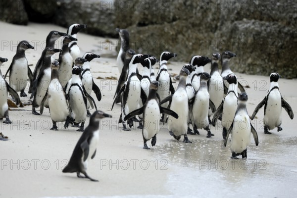 African penguin (Spheniscus demersus), adult, group, beach, Boulders Beach, Simonstown, Western Cape, South Africa