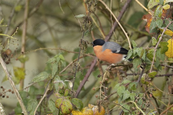 Eurasian bullfinch (Pyrrhula pyrrhula) adult male bird feeding on nettle seeds in a hedgerow, England, United Kingdom