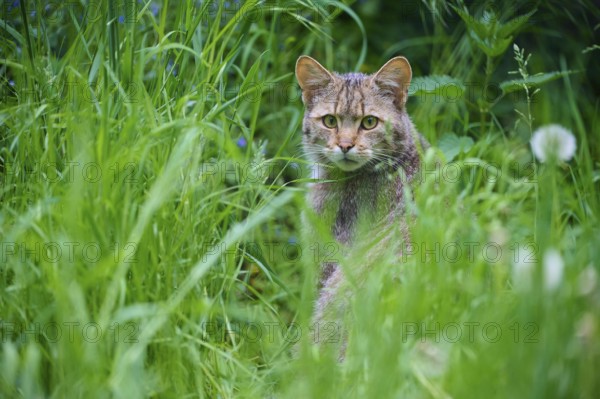 Wildcat (Felis silvestris), sitting in its natural habitat, surrounded by tall grass and wildflowers, Germany