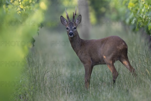 Roebuck in the vineyard in summer, Wittlich, Rhineland-Palatinate, Germany