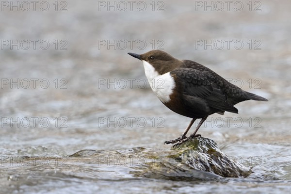 Excited... White-throated Dipper (Cinclus cinclus) standing on a stone in the middle of the water, hunting, bobbing its body, typical movement, native songbird on rivers and streams with a special way of life, native birds, wildlife, nature, Sauerland, North Rhine-Westphalia, Germany, Western Europe