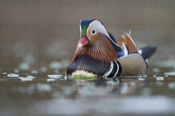 The drake... Mandarin duck (Aix galericulata), certainly one of the most beautiful ducks on our waters, exotic appearance, naturalised species, neozoa, native nature, Lower Rhine, Rhineland, North Rhine-Westphalia, Germany, Western Europe