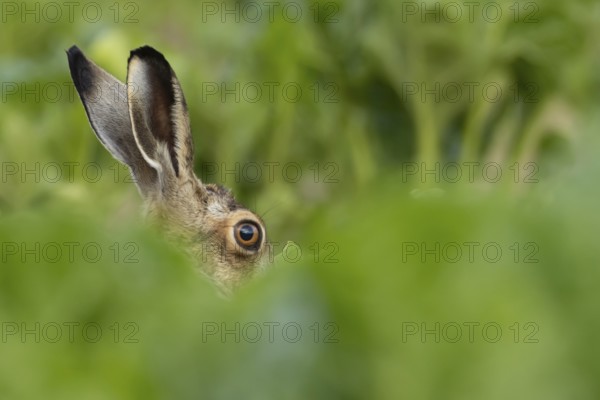 European brown hare (Lepus europaeus) adult animal in a farmland sugar beet crop, England, United Kingdom