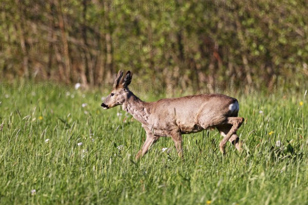 European roe deer (Capreolus capreolus), roebuck with bast horns running across a meadow in the evening light, Wedel, Schleswig-Holstein, Germany
