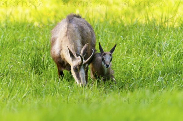 Chamois mother and young grazing together in a natural environment, chamois, chamois, (Rupicapra rupicaprae), wildlife, Vosges, France