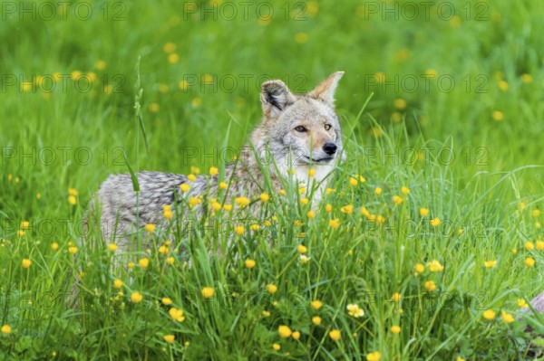 A coyote stands in a blooming meadow full of yellow flowers, surrounded by lush greenery, Coyote, coyote (Canis latrans), France