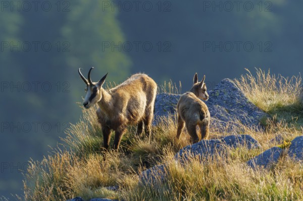 Two chamois standing on a sunny meadow with rocks in the background, chamois, chamois, (Rupicapra rupicaprae), fawn, wildlife, Vosges, France