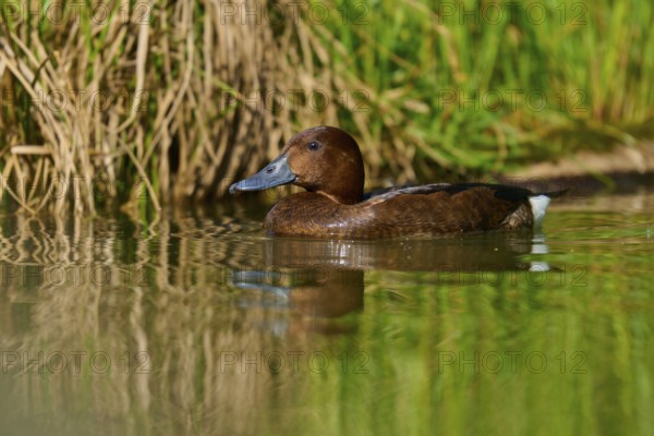 Brown duck moving calmly through shallow water, grass in the background, Ferruginous Duck (Aythya nyroca), spring, France