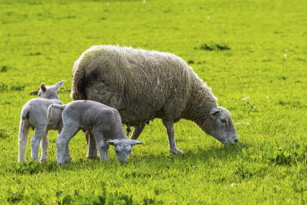 Sheep and farm in Lake District National Park, Coniston Water, Cumbria, England, United Kingdom