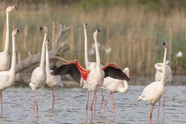 A flamingo opens its wings and highlights its magnificent plumage. The scene captures the essence of the wild in serene surroundings. Saintes Maries de la Mer, Arles, Bouches du Rhone, Provence Alpes Cote d'Azur, France