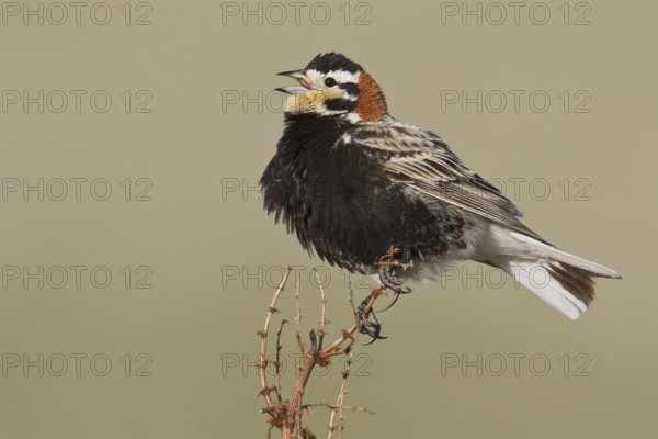 Chestnut-collared Longspur (Calcarius ornatus) singing, Alberta, Canada