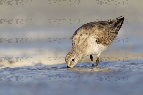 Red Knot (Calidris canutus), Florida, USA
