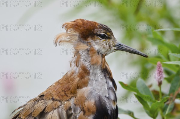 Ruff (Calidris pugnax) male, Schleswig-Holstein, Germany