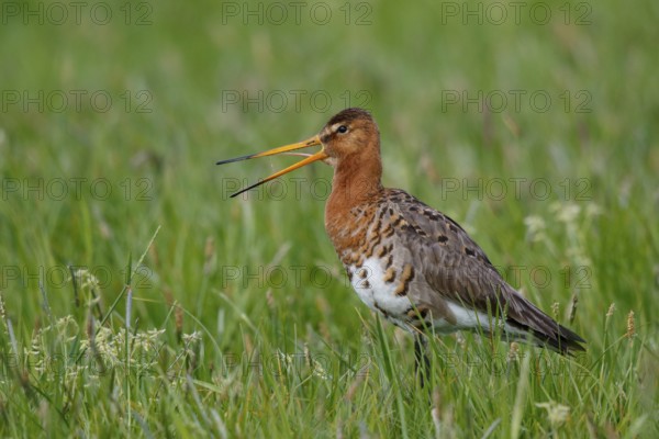 Black-tailed Godwit (Limosa limosa) calling, Netherlands