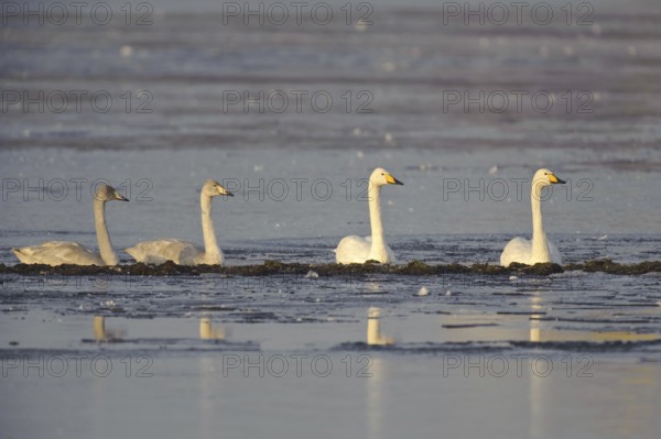 Whooper Swan (Cygnus cygnus), Lower Saxony, Germany