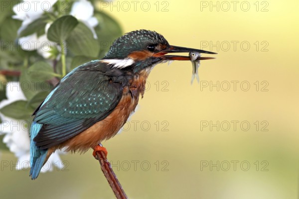 Common Kingfisher (Alcedo atthis) female, Baden-Wuerttemberg, Germany