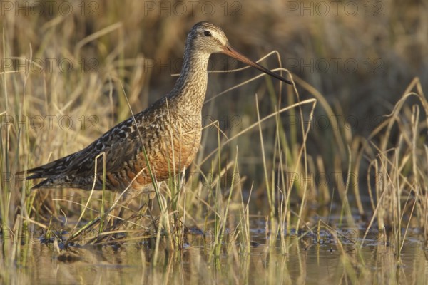 Hudsonian Godwit (Limosa haemastica) male, Manitoba, Canada