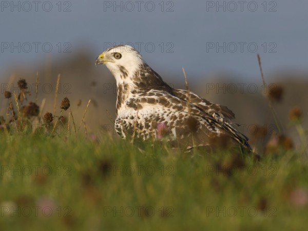 Common Buzzard (Buteo buteo), Utrecht, Netherlands