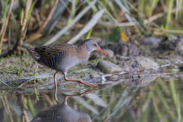 Wasserralle (Rallus aquaticus) Water Rail