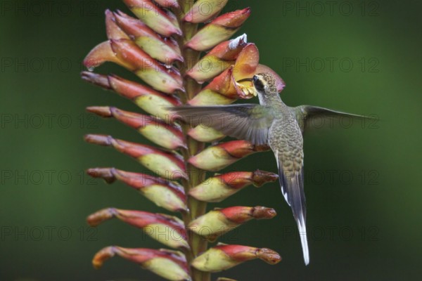 Scale-throated Hermit (Phaethornis eurynome) flying while feeding at a flower in the Atlantic rainforest of southeast Brazil
