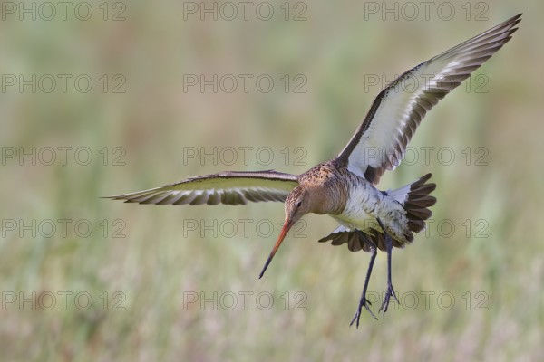 Black-tailed Godwit (Limosa limosa), Texel, Netherlands