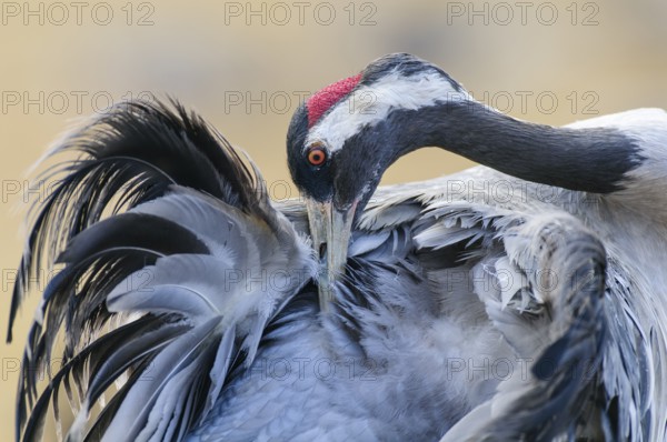 Common Crane (Grus grus) preening, Sweden