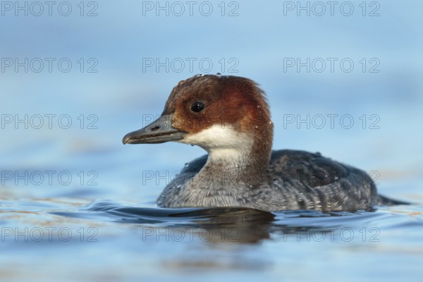 Smew (Mergellus albellus) female, Utrecht, Netherlands