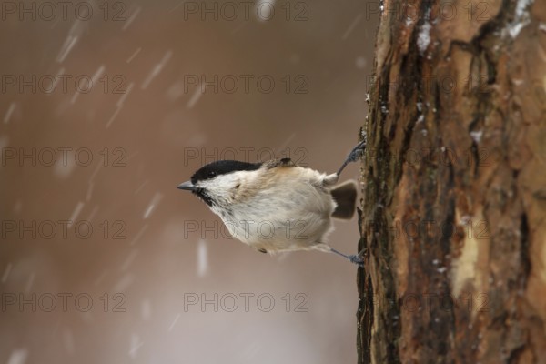 Marsh Tit (Poecile palustris), Utrecht, Netherlands