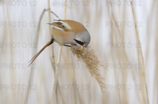 Bearded Reedling (Panurus biarmicus) male, Brandenburg, Germany