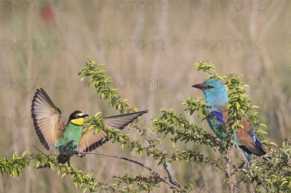 European Bee-eater & European Roller (Merops apiaster & Coracias garrulus), Bulgaria