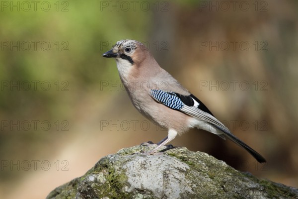 Eurasian Jay (Garrulus glandarius), Switzerland