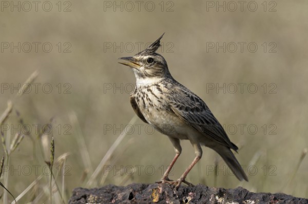 Malabar Lark (Galerida malabarica) singing, Goa, India