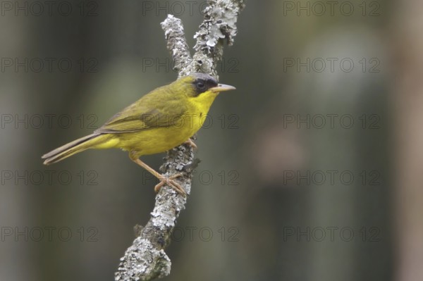 Masked Yellowthroat (Geothlypis aequinoctialis), Lomas de Lachay Reserve, Peru