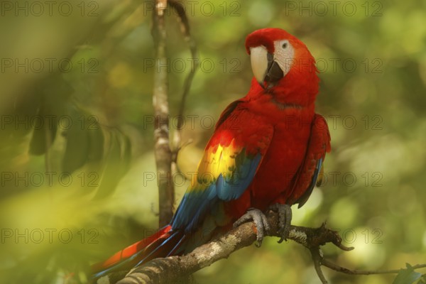 Red parrot Scarlet Macaw, Ara macao, bird sitting on the branch with food, Amazon, Brazil. Wildlife scene from tropical forest. Beautiful parrot on tree in nature habitat