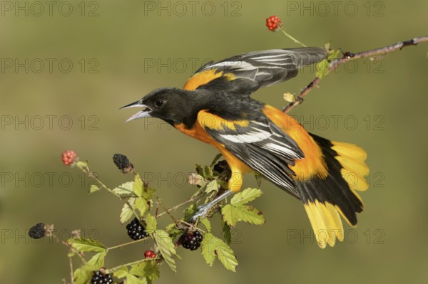Baltimore Oriole (Icterus galbula) male, Texas, USA