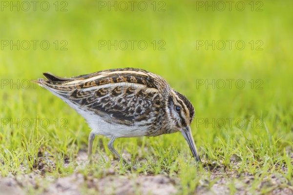 Zwergschnepfe, Lymnocryptes minimus Jack Snipe, Lymnocryptes minimus