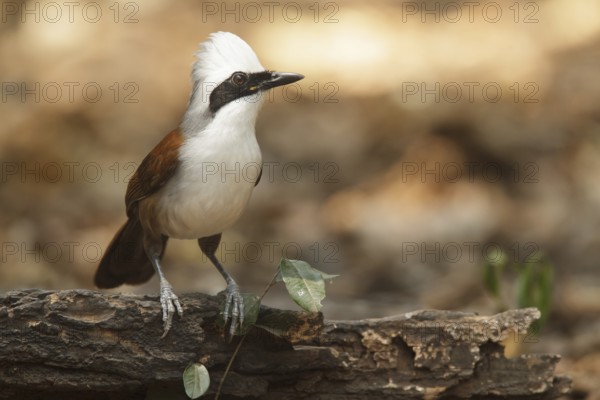 White-crested Laughingthrush (Garrulax leucolophus), Kaeng Krachan, Thailand