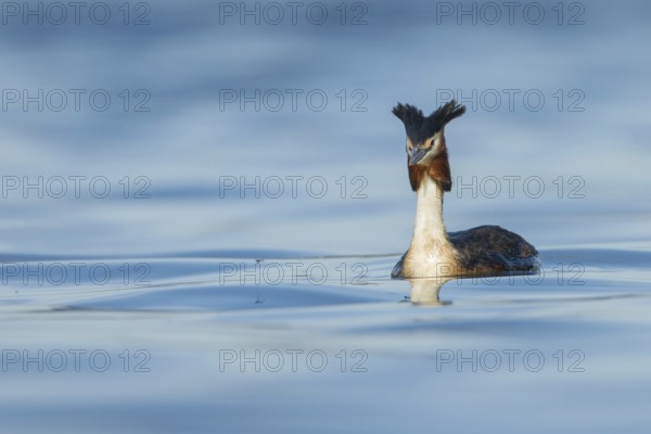 Great Crested Grebe (Podiceps cristatus), Zurich, Switzerland